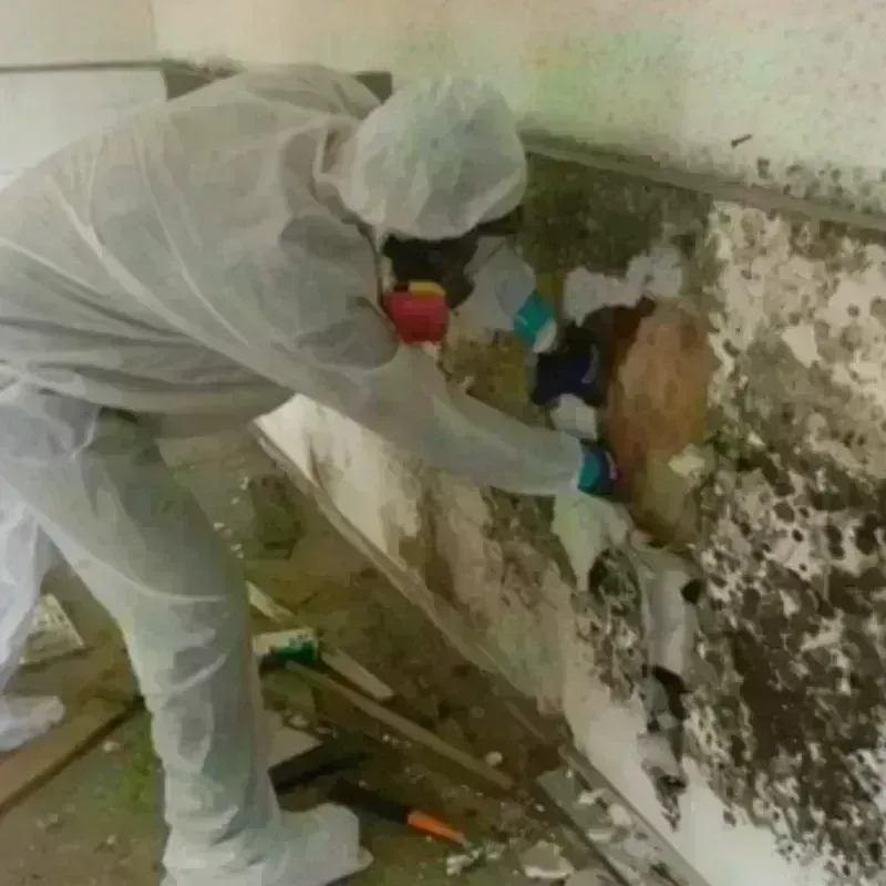 Mold Remediation and Removal in Brunswick, NC